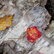 Maple-on-Birch-12x12 Maple-on-Birch-12x12