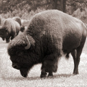 Big Nickel 8x10 768 Big Nickel 8x10 768