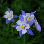Colorado State Flower 16x16 768 Colorado State Flower 16x16 768
