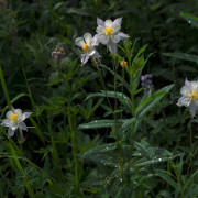 Flat Top Wildflowers 18x48 768 Flat Top Wildflowers 18x48 768