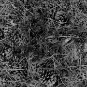 Forest Floor Northern Colorado 16x20 768 Forest Floor Northern Colorado 16x20 768
