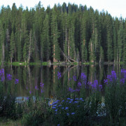 Grand Mesa Flowers and Lake 18x24 768 Grand Mesa Flowers and Lake 18x24 768
