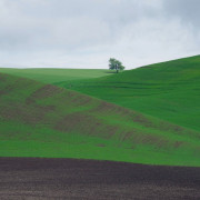 Lone Tree on the Palouse 11x17 768 Lone Tree on the Palouse 11x17 768