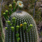 Saguaro Cactus Flower 20x30 768 Saguaro Cactus Flower 20x30 768