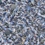 Shells 16x20 768 Shells 16x20 768